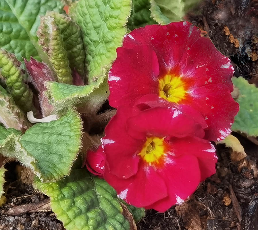 Primula x juliae 'Barnhaven Pixies'